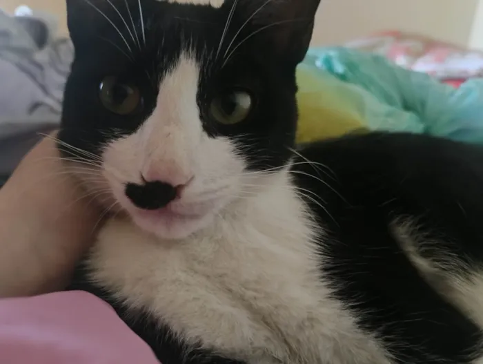 Gato ra a SRD-ViraLata idade 2 a 6 meses nome Sem nome
