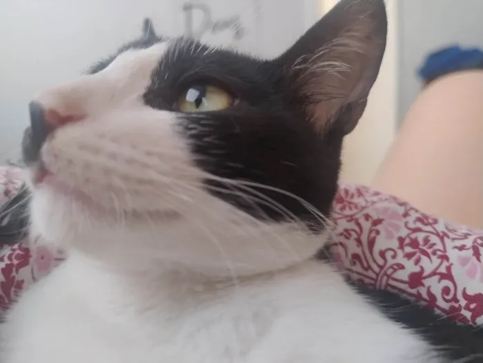 Gato ra a SRD-ViraLata idade 2 a 6 meses nome Sem nome