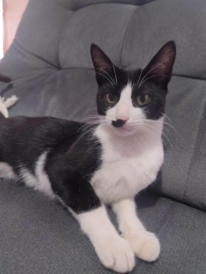 Gato ra a SRD-ViraLata idade 2 a 6 meses nome Sem nome