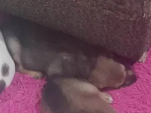 Cachorro raça SRD-ViraLata idade 2 a 6 meses nome Juli
