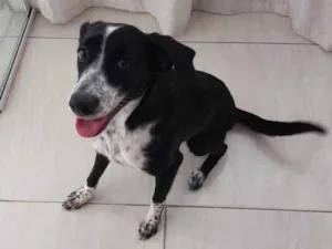 Cachorro raça SRD-ViraLata idade 7 a 11 meses nome Nina