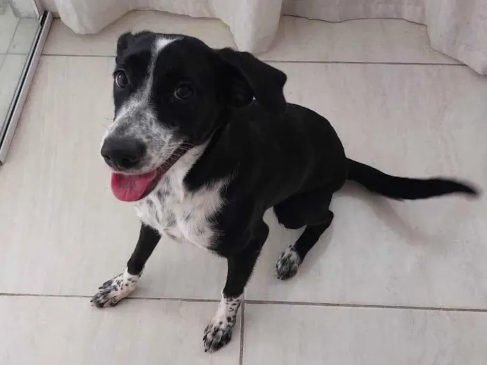 Cachorro ra a SRD-ViraLata idade 7 a 11 meses nome Nina
