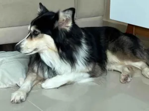 Cachorro raça SRD-ViraLata idade 3 anos nome Aya