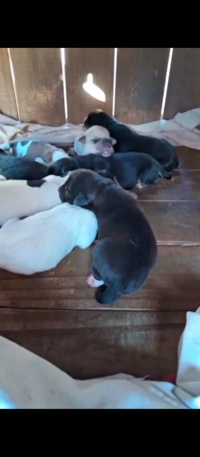 Cachorro ra a Vira lata com pastor alemão,  idade Abaixo de 2 meses nome Filhotes 4 fêmea 4 macho 