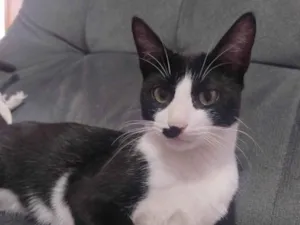 Gato raça SRD-ViraLata idade 2 a 6 meses nome Sem nome