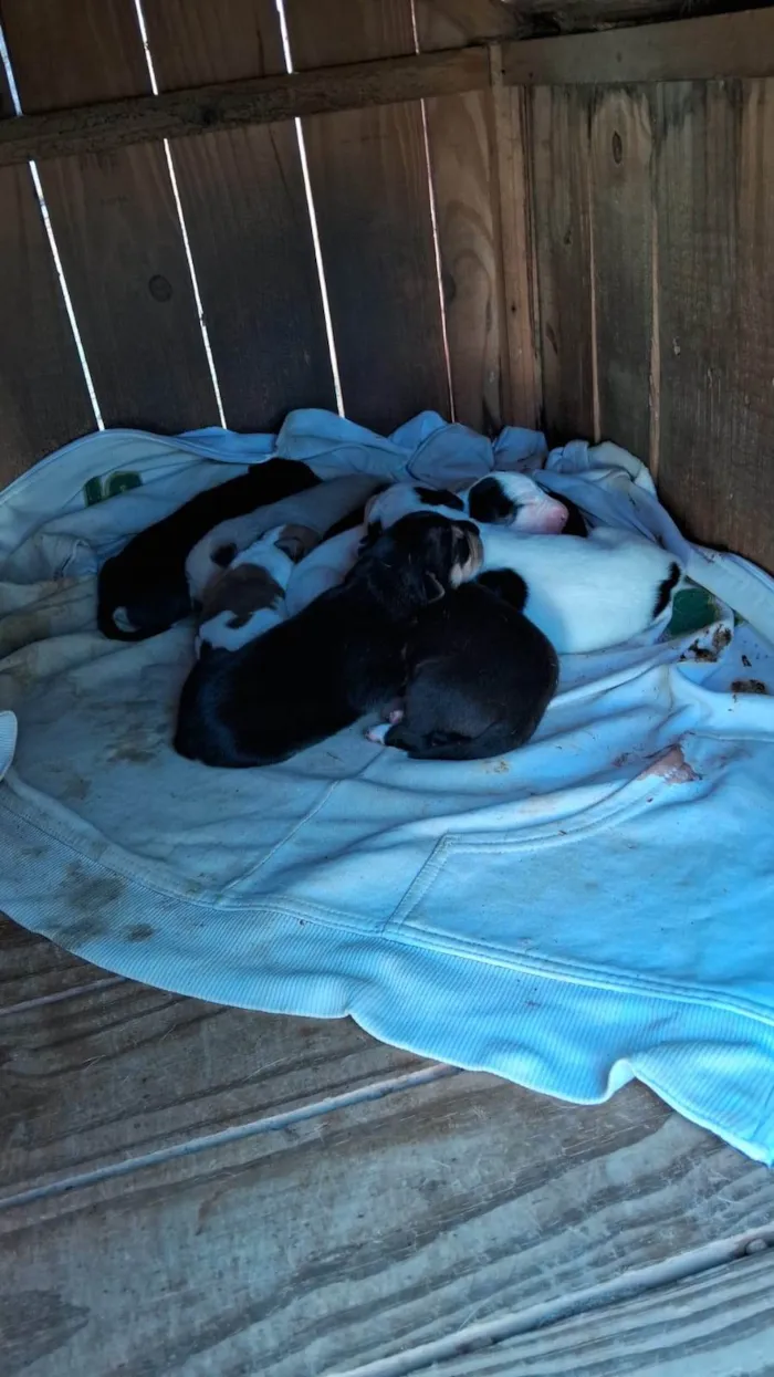 Cachorro ra a Vira lata com pastor alemão,  idade Abaixo de 2 meses nome Filhotes 4 fêmea 4 macho 