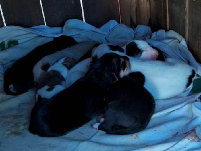 Cachorro ra a Vira lata com pastor alemão,  idade Abaixo de 2 meses nome Filhotes 4 fêmea 4 macho 