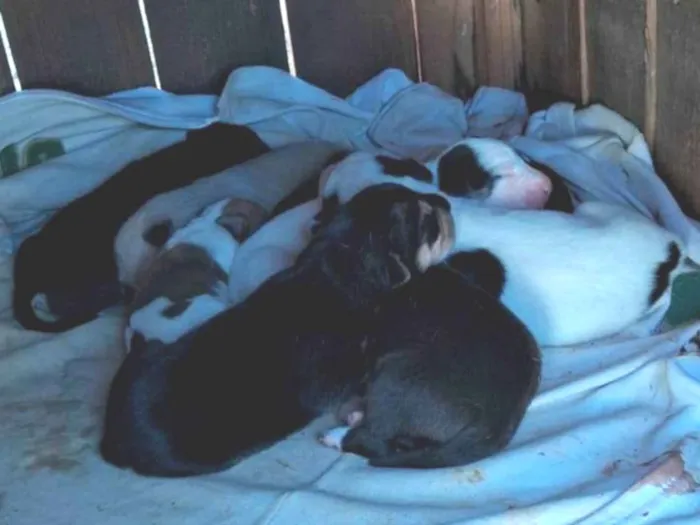 Cachorro ra a Vira lata com pastor alemão,  idade Abaixo de 2 meses nome Filhotes 4 fêmea 4 macho 