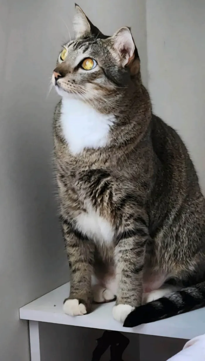 Gato ra a SRD-ViraLata idade 6 ou mais anos nome Sushi