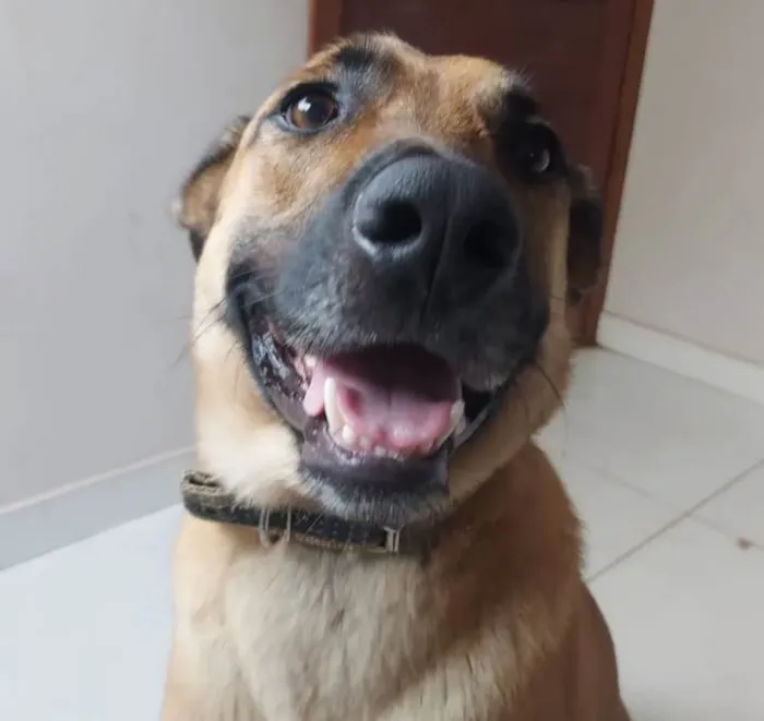 Cachorro ra a Pastor Alemão idade 4 anos nome Johnny