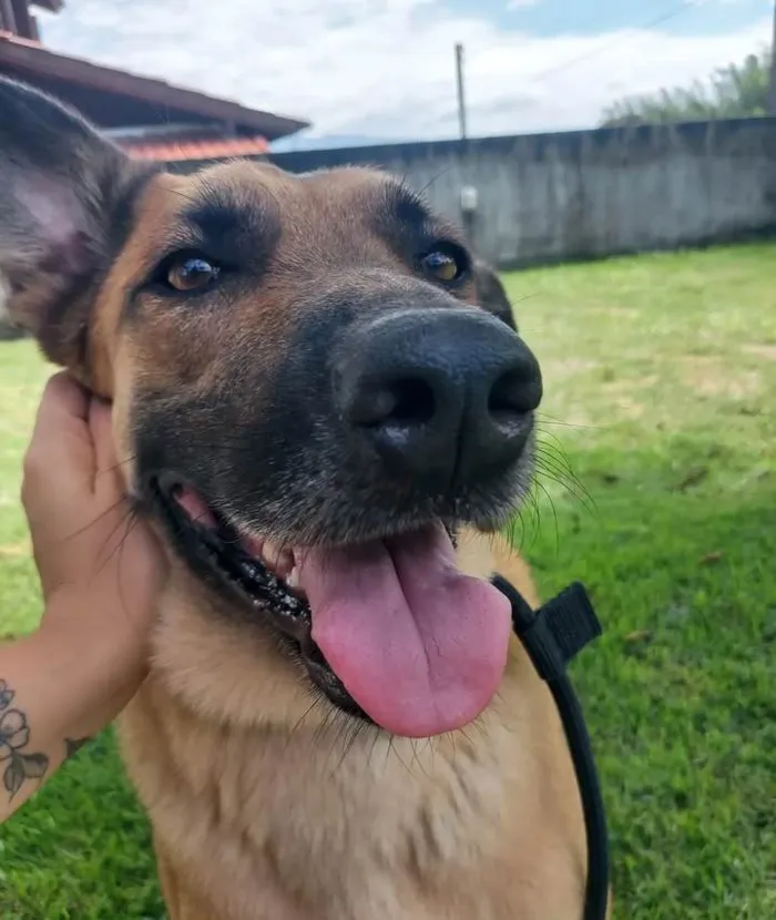 Cachorro ra a Pastor Alemão idade 4 anos nome Johnny