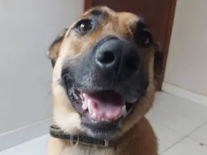 Cachorro raça Pastor Alemão idade 4 anos nome Johnny