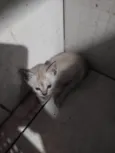 Cebolinha 