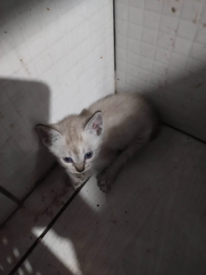 Gato ra a Siamês idade Abaixo de 2 meses nome Cebolinha 