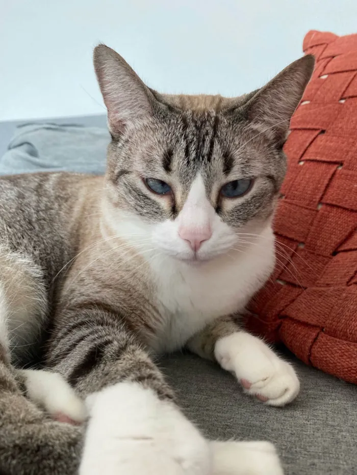 Gato ra a SRD-ViraLata idade 5 anos nome Gamora