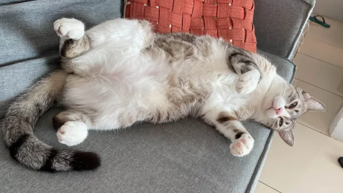 Gato ra a SRD-ViraLata idade 5 anos nome Gamora