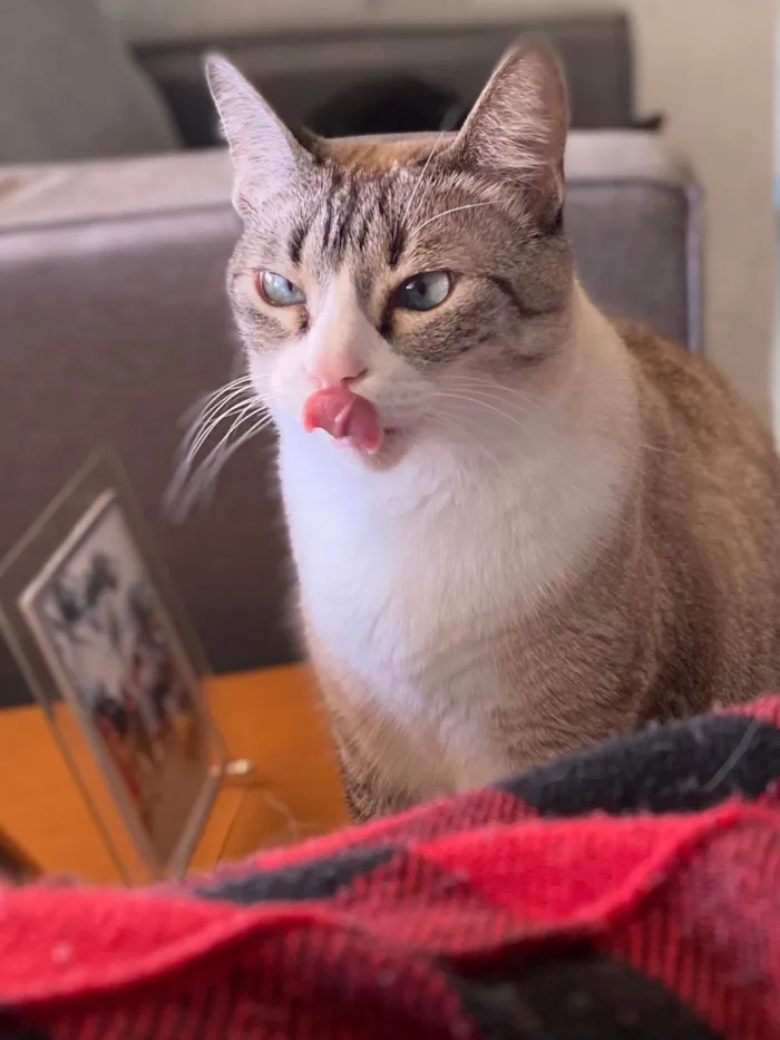 Gato ra a SRD-ViraLata idade 5 anos nome Gamora