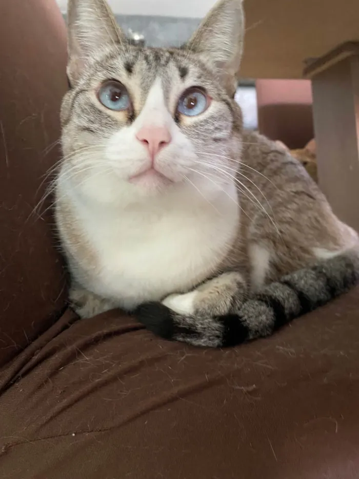 Gato ra a SRD-ViraLata idade 5 anos nome Gamora