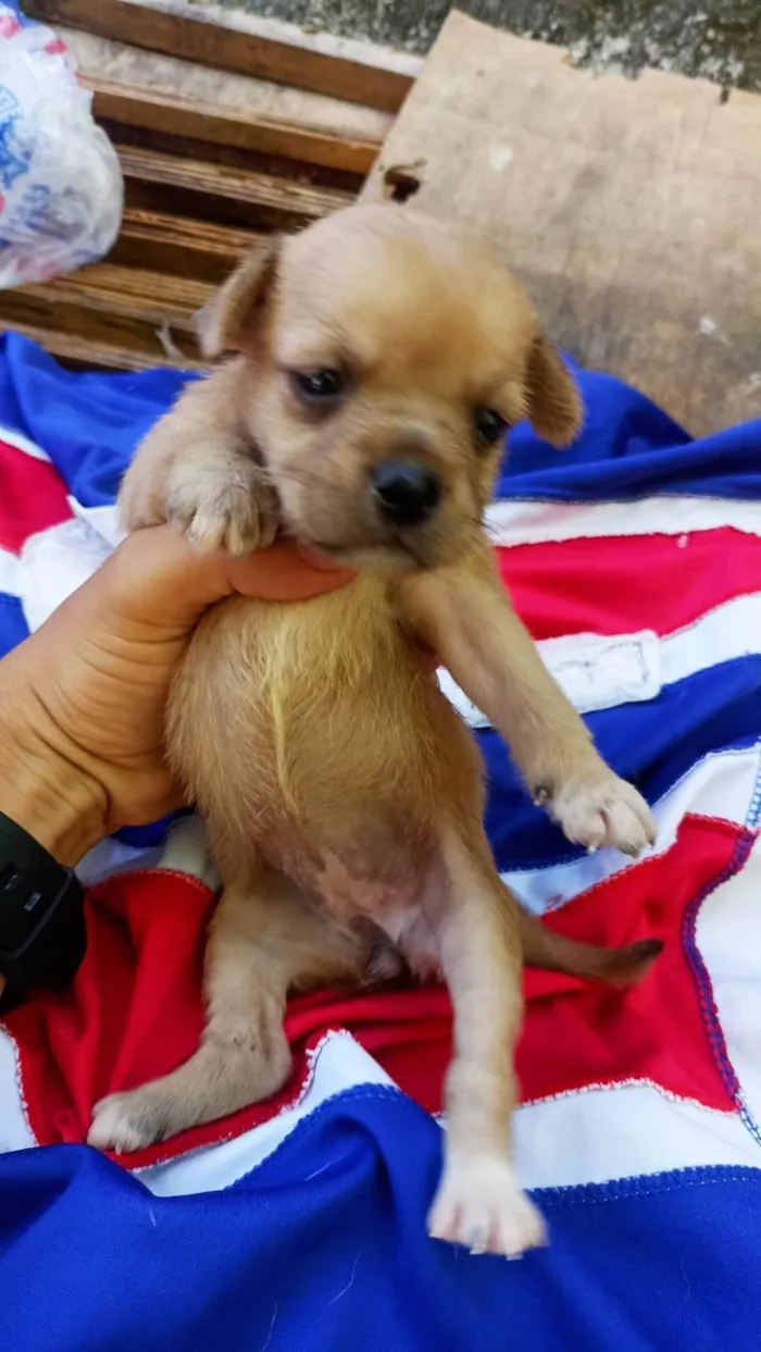 Cachorro ra a SRD-ViraLata idade Abaixo de 2 meses nome Sem nome