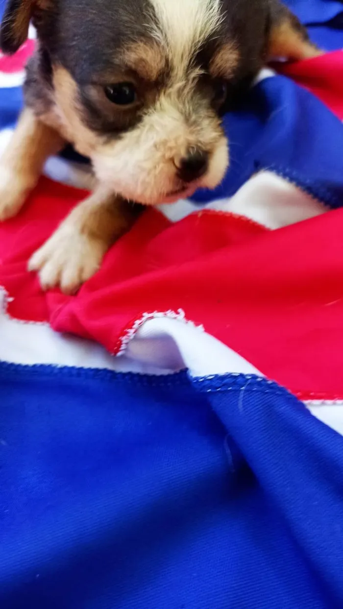 Cachorro ra a SRD-ViraLata idade Abaixo de 2 meses nome Sem nome