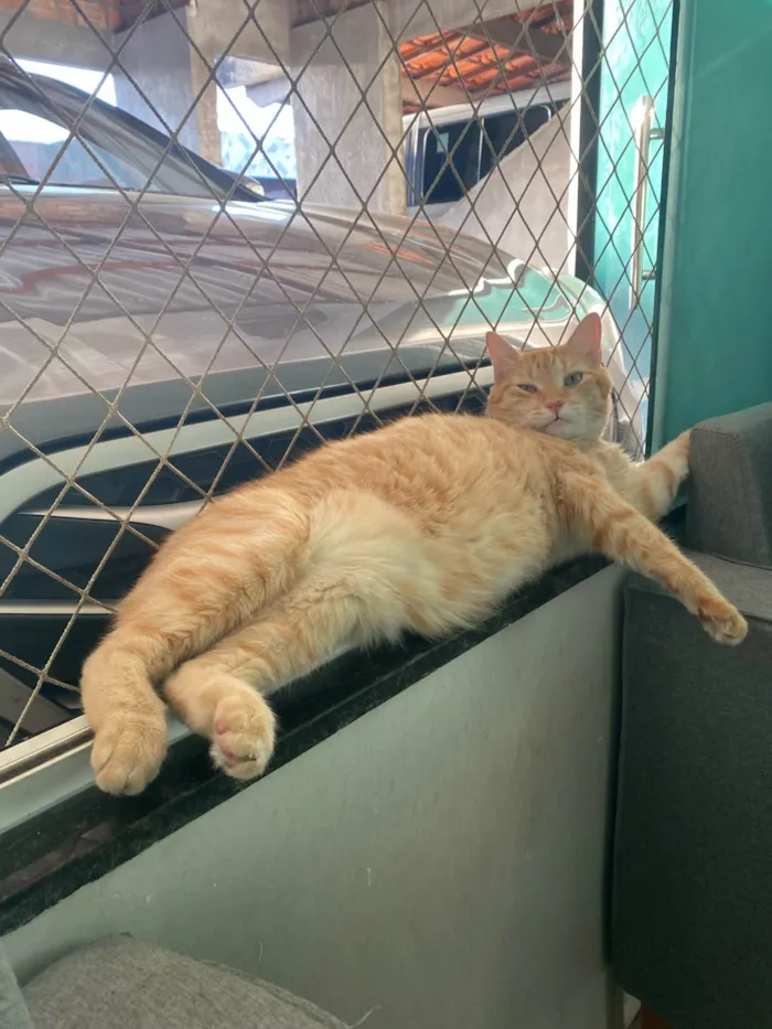 Gato ra a SRD-ViraLata idade 5 anos nome Tony