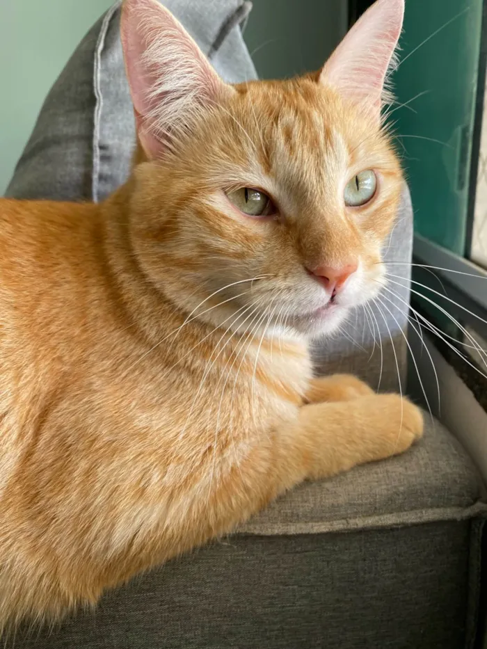 Gato ra a SRD-ViraLata idade 5 anos nome Tony