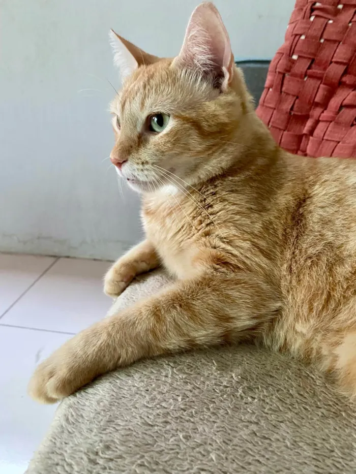 Gato ra a SRD-ViraLata idade 5 anos nome Tony