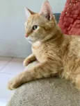 Tony