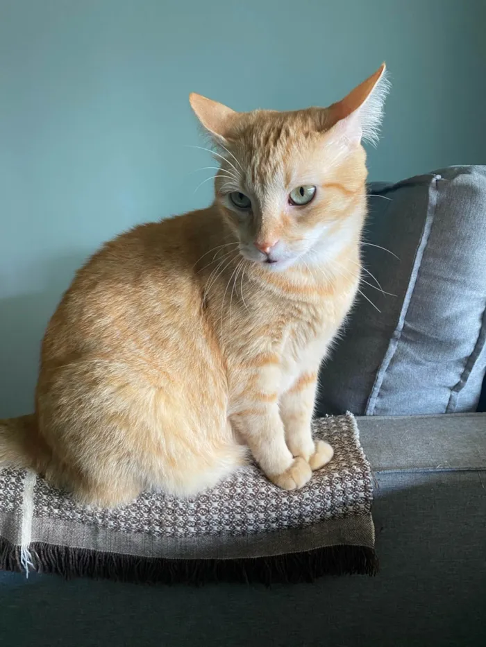 Gato ra a SRD-ViraLata idade 5 anos nome Tony