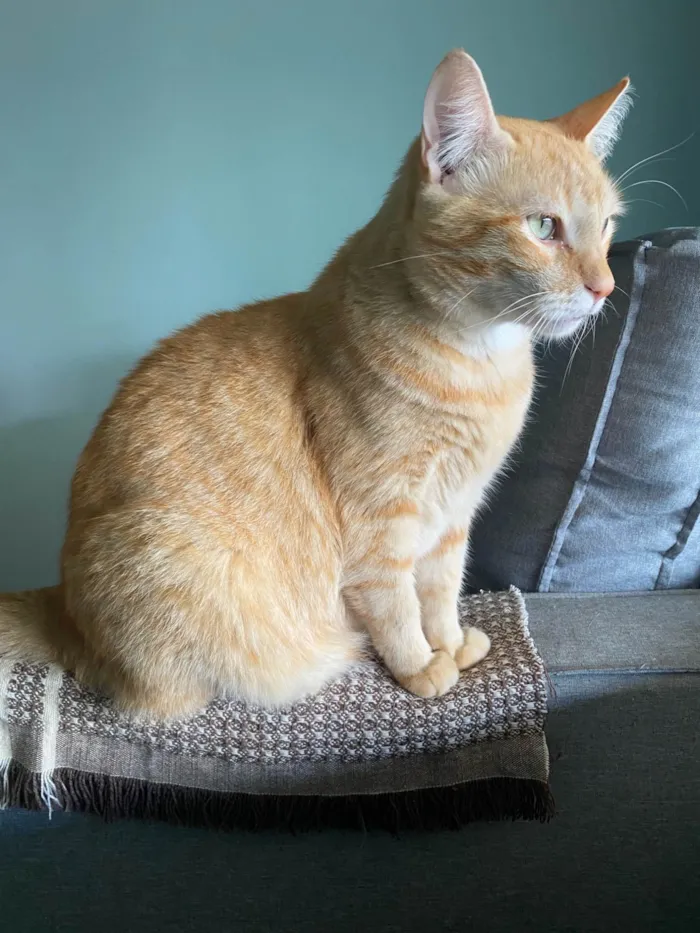 Gato ra a SRD-ViraLata idade 5 anos nome Tony