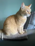 Tony