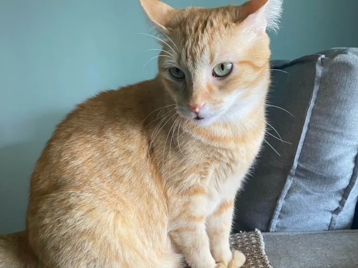 Gato ra a SRD-ViraLata idade 5 anos nome Tony