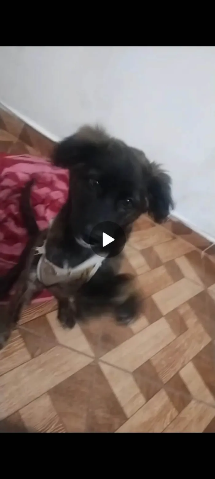 Cachorro ra a SRD-ViraLata idade 7 a 11 meses nome Luna