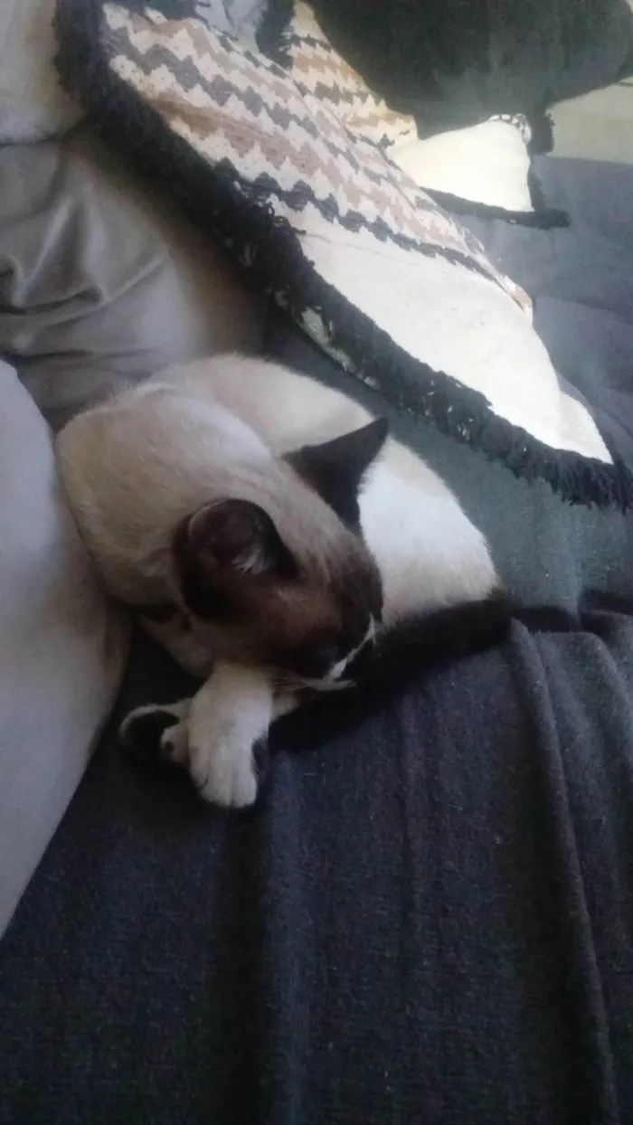 Gato ra a Siamês idade 7 a 11 meses nome Sem nome 