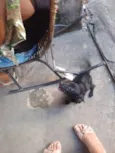CACHORROS SRD - FOFOS E AMIGAVEIS PEQUENOS