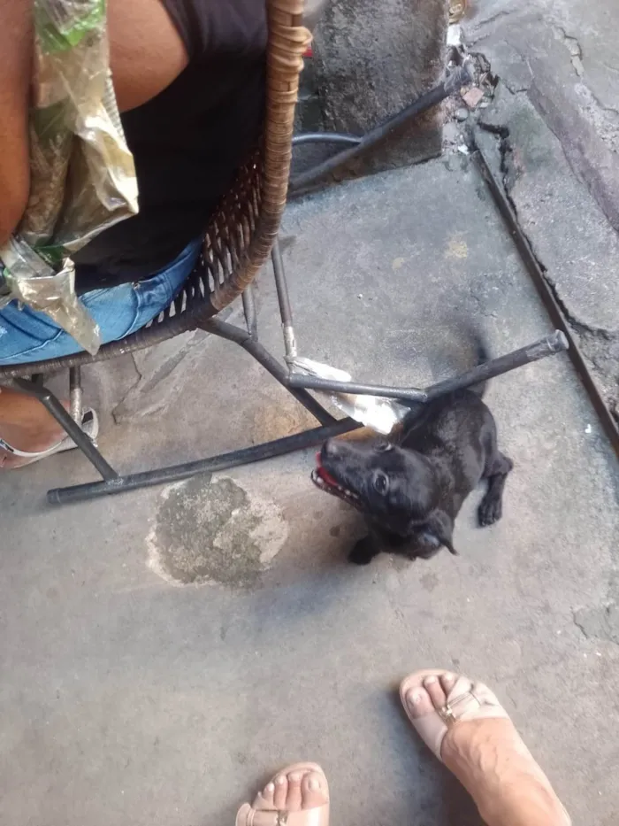 Cachorro ra a SRD-ViraLata idade 2 a 6 meses nome CACHORROS SRD - FOFOS E AMIGAVEIS PEQUENOS