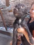 CACHORROS SRD - FOFOS E AMIGAVEIS PEQUENOS