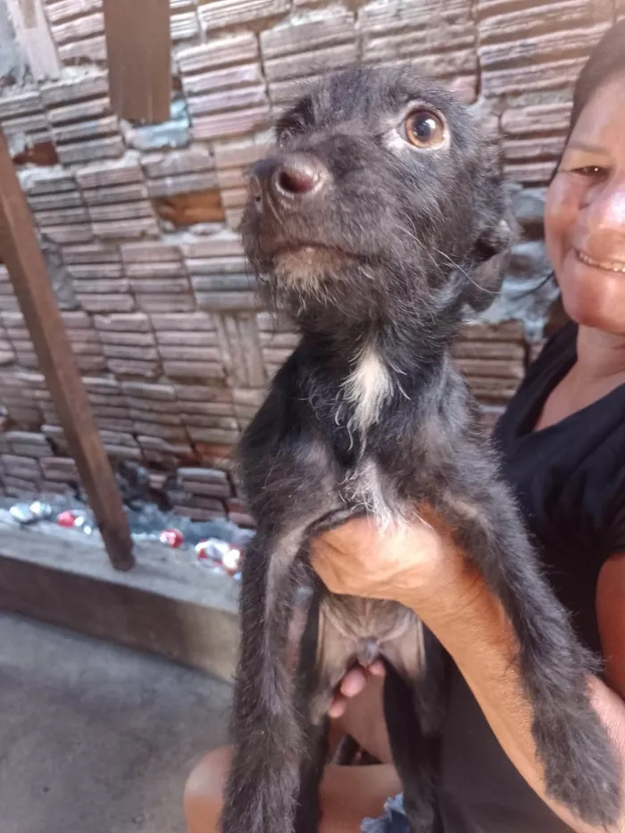 Cachorro ra a SRD-ViraLata idade 2 a 6 meses nome CACHORROS SRD - FOFOS E AMIGAVEIS PEQUENOS