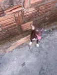 CACHORROS SRD - FOFOS E AMIGAVEIS PEQUENOS