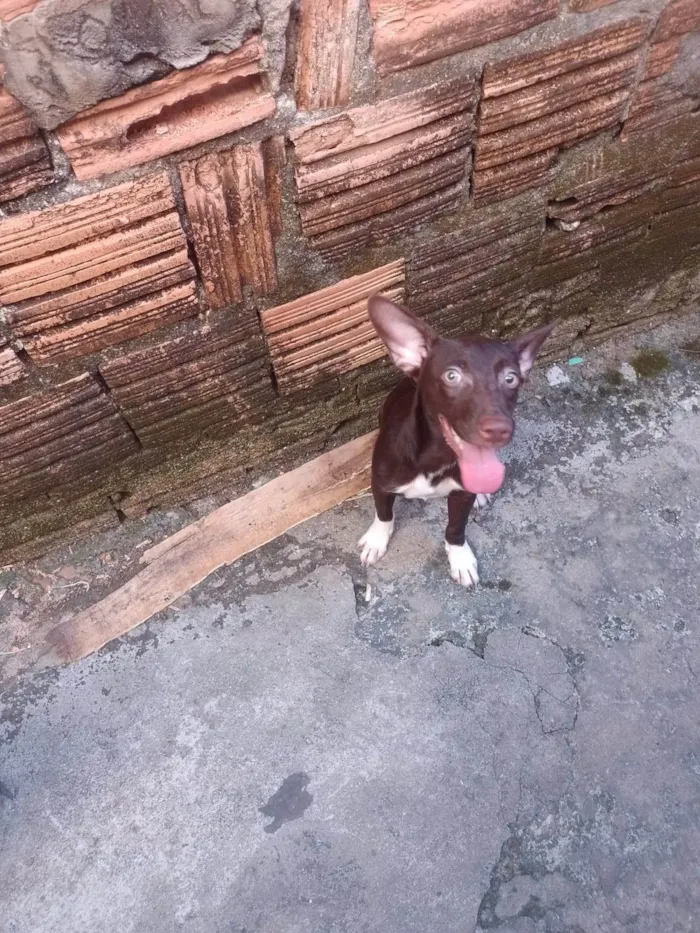Cachorro ra a SRD-ViraLata idade 2 a 6 meses nome CACHORROS SRD - FOFOS E AMIGAVEIS PEQUENOS
