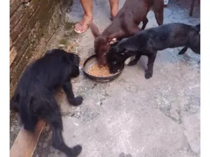 Cachorro raça SRD-ViraLata idade 2 a 6 meses nome CACHORROS SRD - FOFOS E AMIGAVEIS PEQUENOS