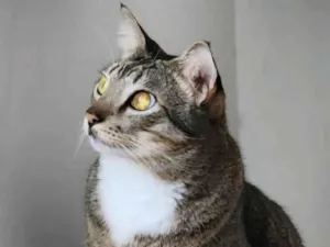 Gato raça SRD-ViraLata idade 6 ou mais anos nome Sushi