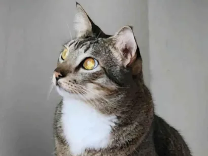 Gato raça SRD-ViraLata idade 6 ou mais anos nome Sushi