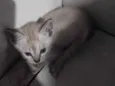 Cebolinha 