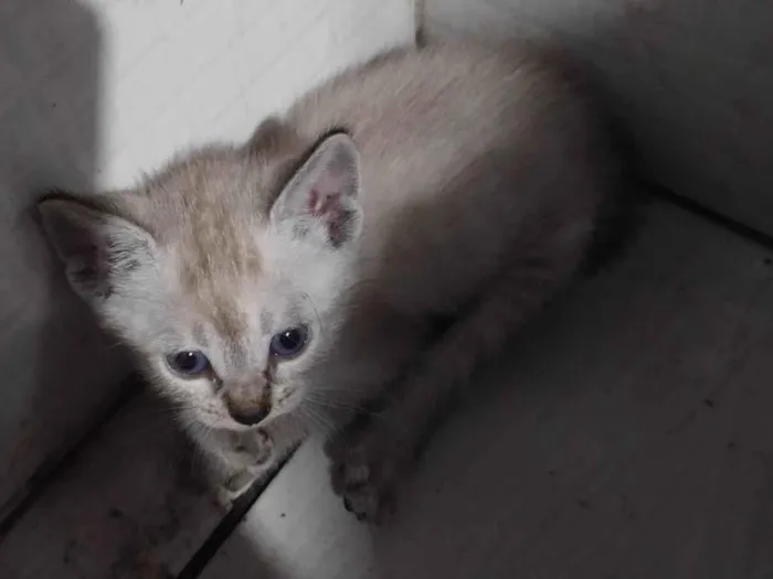 Gato ra a Siamês idade Abaixo de 2 meses nome Cebolinha 
