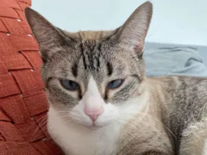 Gato raça SRD-ViraLata idade 5 anos nome Gamora