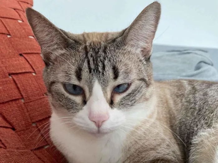 Gato ra a SRD-ViraLata idade 5 anos nome Gamora