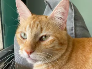 Gato raça SRD-ViraLata idade 5 anos nome Tony