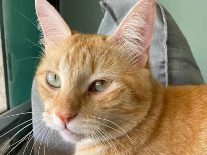 Gato raça SRD-ViraLata idade 5 anos nome Tony