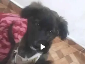 Cachorro raça SRD-ViraLata idade 7 a 11 meses nome Luna